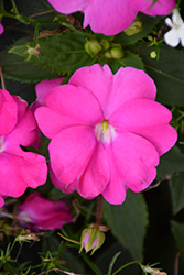SunPatiens Compact Neon Pink New Guinea Impatiens (Impatiens 'SunPatiens Compact Neon Pink') at Lakeshore Garden Centres