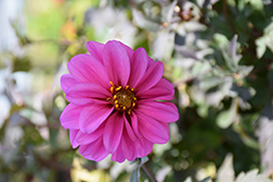 Dahlightful Lively Lavender Dahlia (Dahlia 'G13532') at Lakeshore Garden Centres