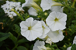 Supertunia White Petunia (Petunia 'Supertunia White') at Mainescape Nursery
