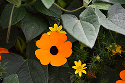 Orange A-Peel Black-Eyed Susan (Thunbergia alata 'Orange Wonder') at Lakeshore Garden Centres
