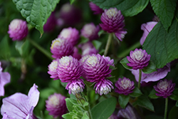 Lil' Forest Sugared Plum Bachelor Button (Gomphrena 'SAKGOM005') at Lakeshore Garden Centres