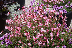 Karalee Petite Pink Gaura (Gaura lindheimeri 'Karalee Petite Pink') at Lakeshore Garden Centres