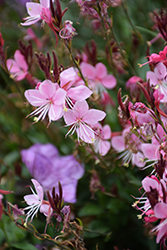 Karalee Petite Pink Gaura (Gaura lindheimeri 'Karalee Petite Pink') at Lakeshore Garden Centres