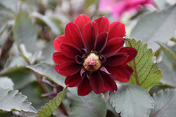Dalina Grande Castillo Dahlia (Dahlia 'Dalina Grande Castillo') at Lakeshore Garden Centres