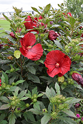 Summerific Cranberry Crush Hibiscus (Hibiscus 'Cranberry Crush') at Peter Knippel Garden Centre
