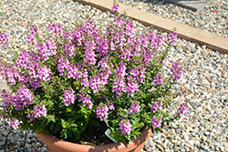 Alonia Pink Flirt Angelonia (Angelonia angustifolia 'Alonia Pink Flirt') at Lakeshore Garden Centres