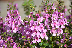 Alonia Pink Flirt Angelonia (Angelonia angustifolia 'Alonia Pink Flirt') at Lakeshore Garden Centres