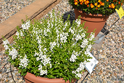 Alonia Snowball Angelonia (Angelonia angustifolia 'Alonia Snowball') at Lakeshore Garden Centres