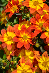 Blazing Fire  Bidens (Bidens ferulifolia 'Blazing Fire') at Lakeshore Garden Centres