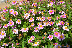 Pretty in Pink Bidens (Bidens ferulifolia 'Pretty in Pink') at Lakeshore Garden Centres