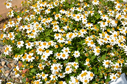 White Delight Bidens (Bidens ferulifolia 'White Delight') at Lakeshore Garden Centres