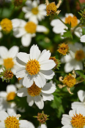 White Delight Bidens (Bidens ferulifolia 'White Delight') at Lakeshore Garden Centres