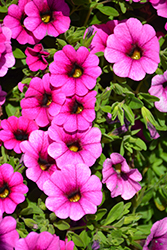 Colibri Pink Calibrachoa (Calibrachoa 'Colibri Pink') at Lakeshore Garden Centres