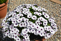 Ostica Amethyst Osteospermum (Osteospermum 'Ostica Amethyst') at Lakeshore Garden Centres