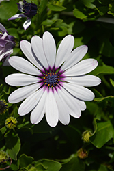 Ostica Amethyst Osteospermum (Osteospermum 'Ostica Amethyst') at Lakeshore Garden Centres