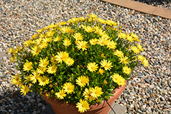 Ostica Glamour Osteospermum (Osteospermum 'Ostica Glamour') at Lakeshore Garden Centres