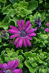 Ostica Midnight Osteospermum (Osteospermum 'Ostica Midnight') at Lakeshore Garden Centres