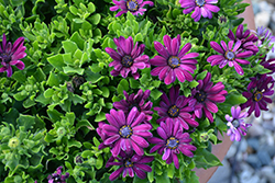 Ostica Midnight Osteospermum (Osteospermum 'Ostica Midnight') at Lakeshore Garden Centres