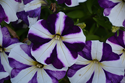 Amore Purple Heart Petunia (Petunia 'Amore Purple Heart') at Lakeshore Garden Centres