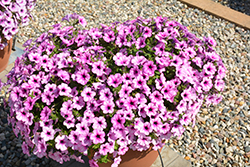 Capella Pink Lace Petunia (Petunia 'Capella Pink Lace') at Lakeshore Garden Centres