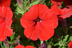 Capella Ruby Red Petunia (Petunia 'Capella Ruby Red') at Lakeshore Garden Centres
