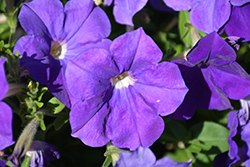 Cascadias Blue Omri Petunia (Petunia 'Cascadias Blue Omri') at Lakeshore Garden Centres