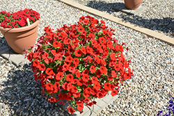 Cascadias Chili Red Petunia (Petunia 'Cascadias Chili Red') at Lakeshore Garden Centres
