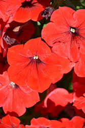 Cascadias Chili Red Petunia (Petunia 'Cascadias Chili Red') at Lakeshore Garden Centres
