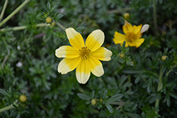 Cupcake Banana Cream Bidens (Bidens 'TMBI 1105') at Lakeshore Garden Centres