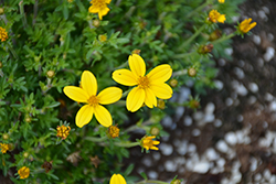 Mexcan Gold Compact Bidens (Bidens ferulifolia 'Mexican Gold Compact') at Lakeshore Garden Centres