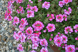 Hurricane Red Verbena (Verbena 'Wesverhuvire') at Lakeshore Garden Centres