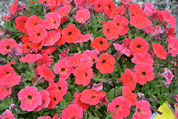 Hells Fruit Punch Petunia (Petunia 'Wespehefrup') at Lakeshore Garden Centres