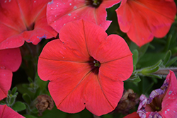 Hells Fruit Punch Petunia (Petunia 'Wespehefrup') at Lakeshore Garden Centres