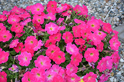Hells Flamin' Rose Petunia (Petunia 'Wespeheflar') at Lakeshore Garden Centres