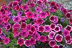 Crazytunia Passion Punch Petunia (Petunia 'Crazytunia Passion Punch') at Lakeshore Garden Centres