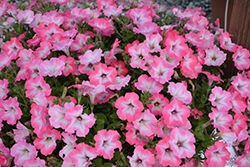 BigDeal Salmon Shimmer Petunia (Petunia 'Wespeoutsashi') at Lakeshore Garden Centres
