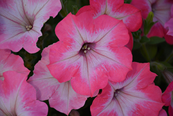 BigDeal Salmon Shimmer Petunia (Petunia 'Wespeoutsashi') at Lakeshore Garden Centres