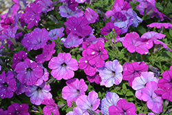 Constellation Aries Petunia (Petunia 'Wespecoar') at Lakeshore Garden Centres