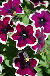 Crazytunia French Kiss Petunia (Petunia 'Crazytunia French Kiss') at Lakeshore Garden Centres