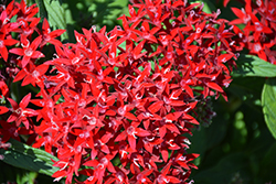 Lucky Star Dark Red Star Flower (Pentas lanceolata 'PAS1231189') at Lakeshore Garden Centres