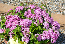 Lucky Star Lavender Star Flower (Pentas lanceolata 'PAS1096474') at Lakeshore Garden Centres