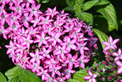 Glitterati Purple Star Star Flower (Pentas lanceolata 'PAS1096472') at Lakeshore Garden Centres