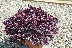 Purple Prince Alternanthera (Alternanthera brasiliana 'Purple Prince') at Lakeshore Garden Centres