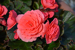 Solenia Dark Pink Begonia (Begonia x hiemalis 'Solenia Dark Pink') at Lakeshore Garden Centres
