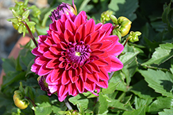 Lubega XL Burgundy Dahlia (Dahlia 'Lubega XL Burgundy') at Lakeshore Garden Centres