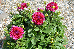 Lubega XL Burgundy Dahlia (Dahlia 'Lubega XL Burgundy') at Lakeshore Garden Centres