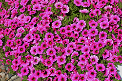 Colibri Pink Calibrachoa (Calibrachoa 'Colibri Pink') at Lakeshore Garden Centres