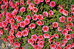 Crave Strawberry Star Calibrachoa (Calibrachoa 'PAS1141452') at Lakeshore Garden Centres