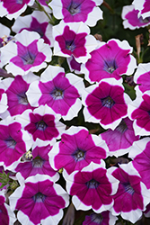 BigDeal Pinkadilly Circus Petunia (Petunia 'Wespeoutpici') at Lakeshore Garden Centres