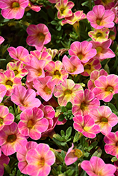 Chameleon Sunshine Berry Calibrachoa (Calibrachoa 'Wescachasube') at Lakeshore Garden Centres